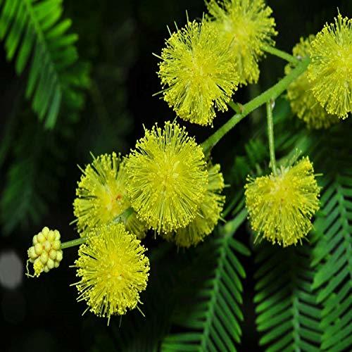 Producto 15 Semillas de Acacia Dealbata