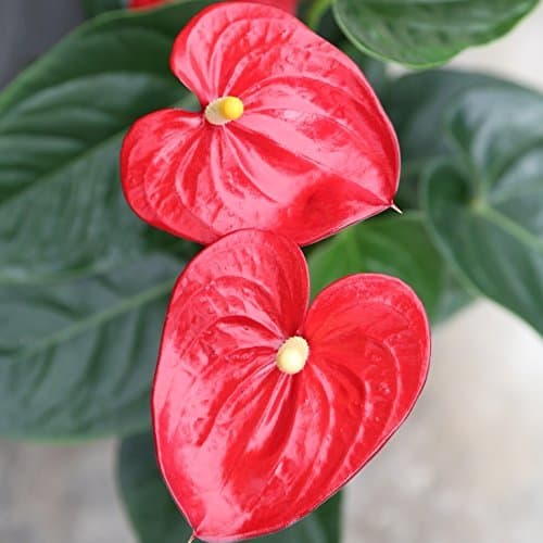 Producto Anthurium - Maceta 14cm. - Altura aprox.55cm. - Planta de interior -