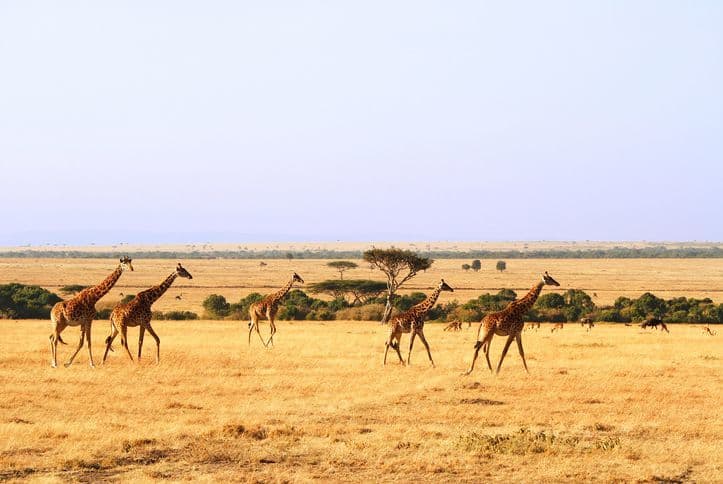 Place Masai Mara National Reserve