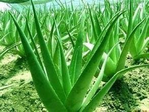 Product 20 Aloe Mix Semillas