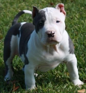 Moda BLUE BLOODLINE KENNELS - Home | Facebook