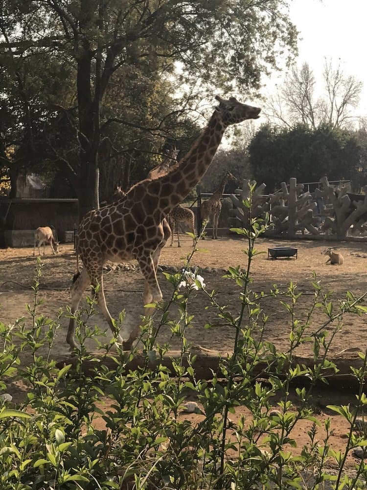 Lugar Zoológico de Chapultepec