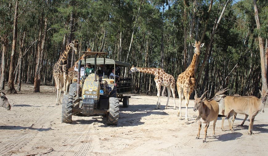 Place Badoca Safari Park