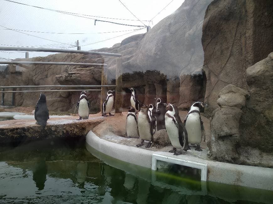 Lugar SEA LIFE Porto