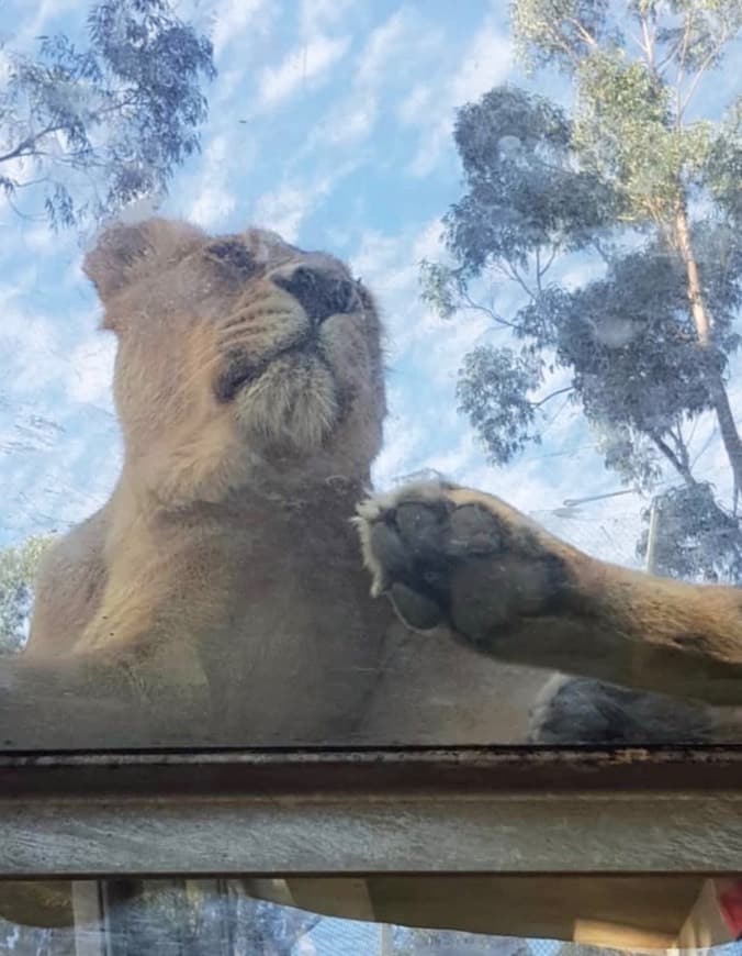 Lugar Zoo da Maia