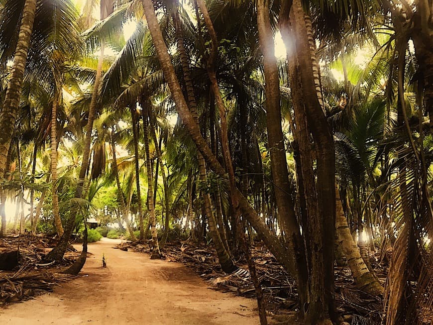 Lugar Isla Saona