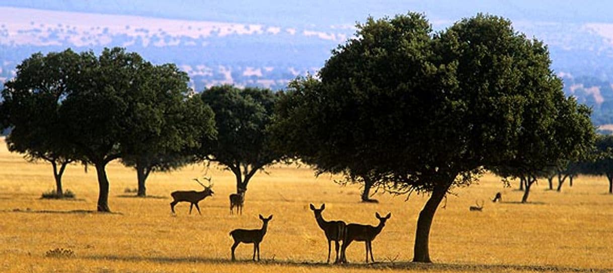 Place Parque Nacional De Cabañeros