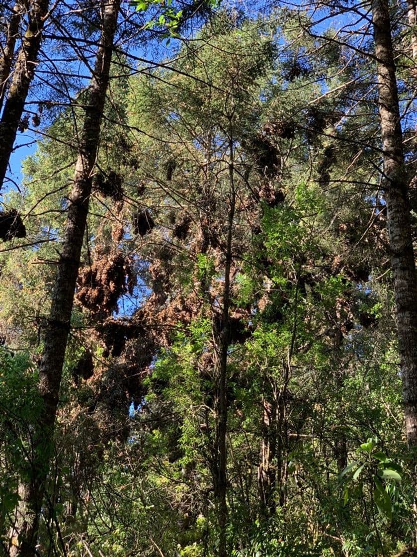 Place Reserva de la Biósfera Santuario Mariposa Monarca