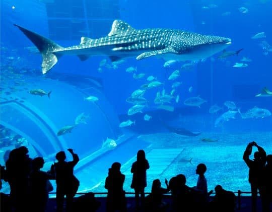 Lugar Dubai Aquarium & Underwater Zoo