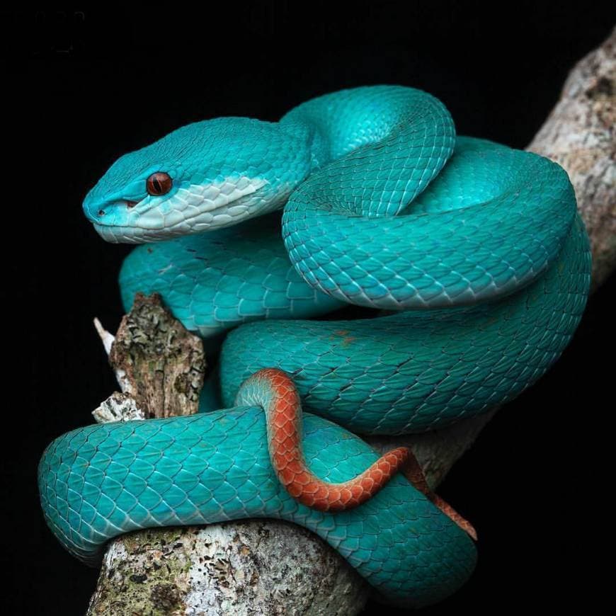 Moda Trimeresurus Insularis Azul