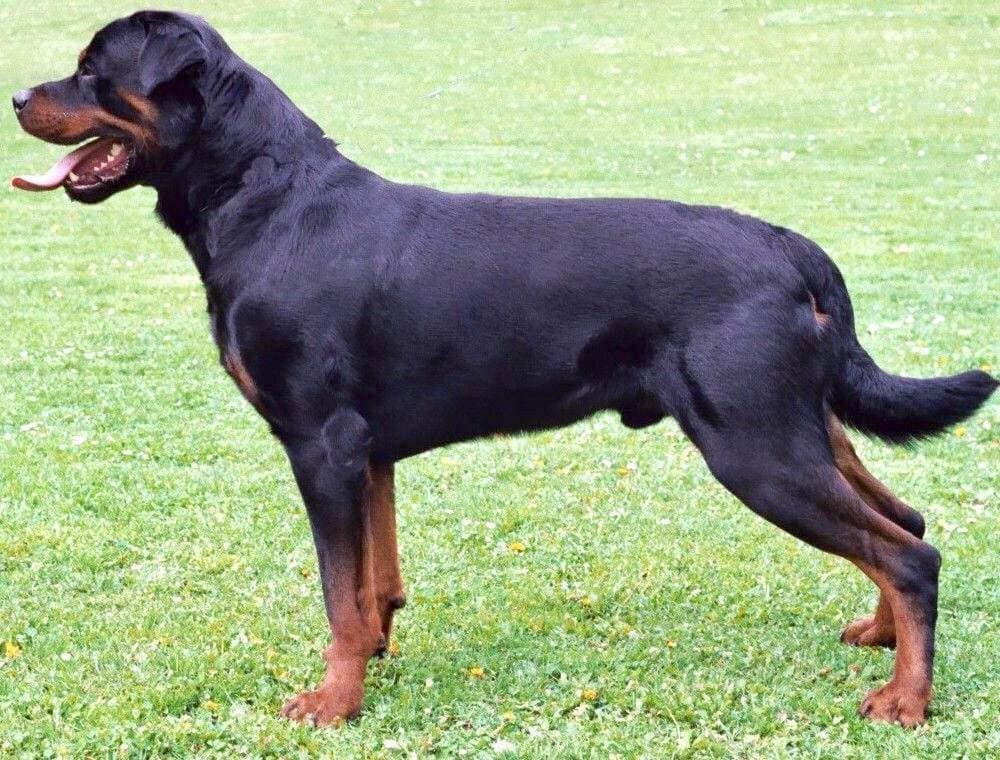 Moda Rottweiler Americano