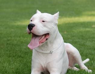 Moda Dogue Argentino