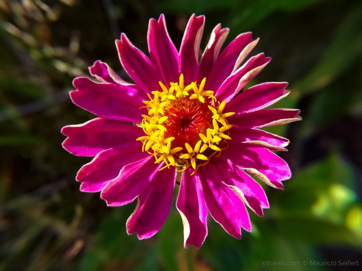 Moda Flor Madalena 