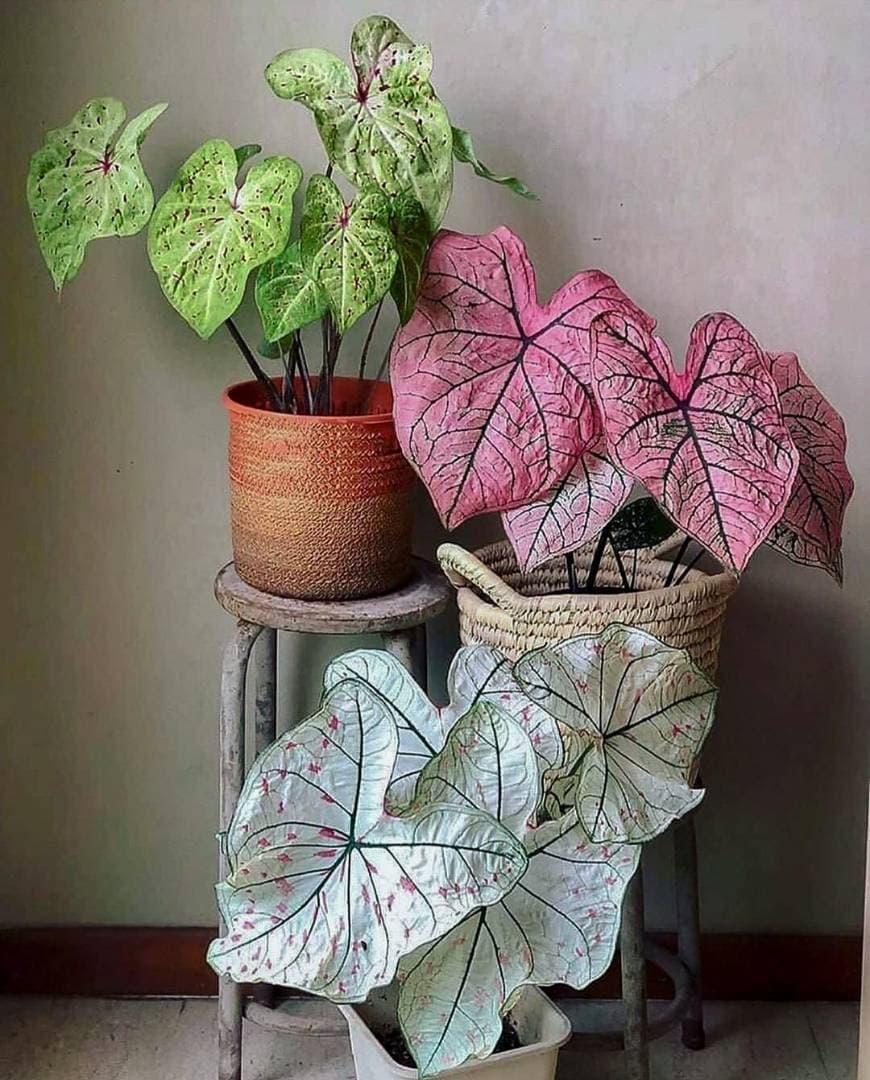 Fashion Caladium