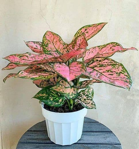 Fashion AGLAONEMA