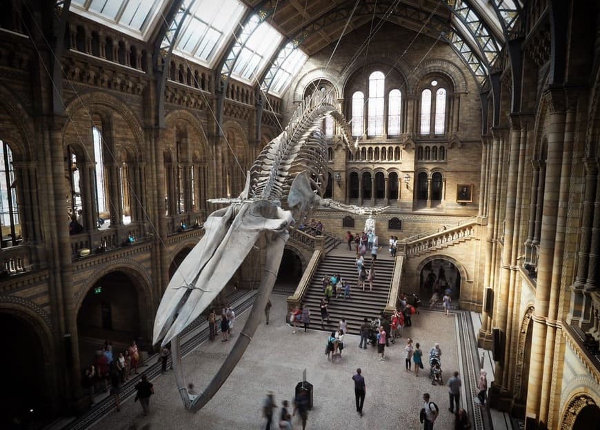 Place Natural History Museum