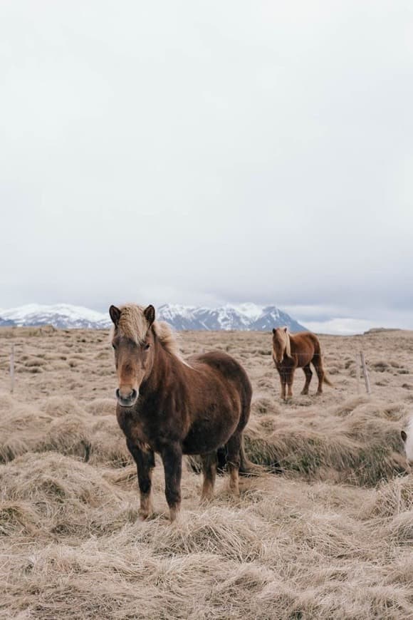 Lugar Iceland