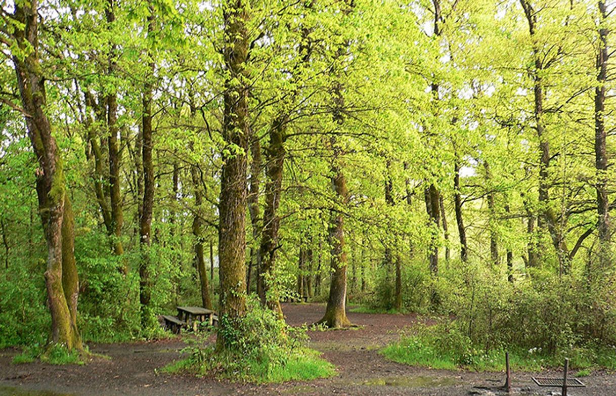 Restaurantes Bosque de Orgi