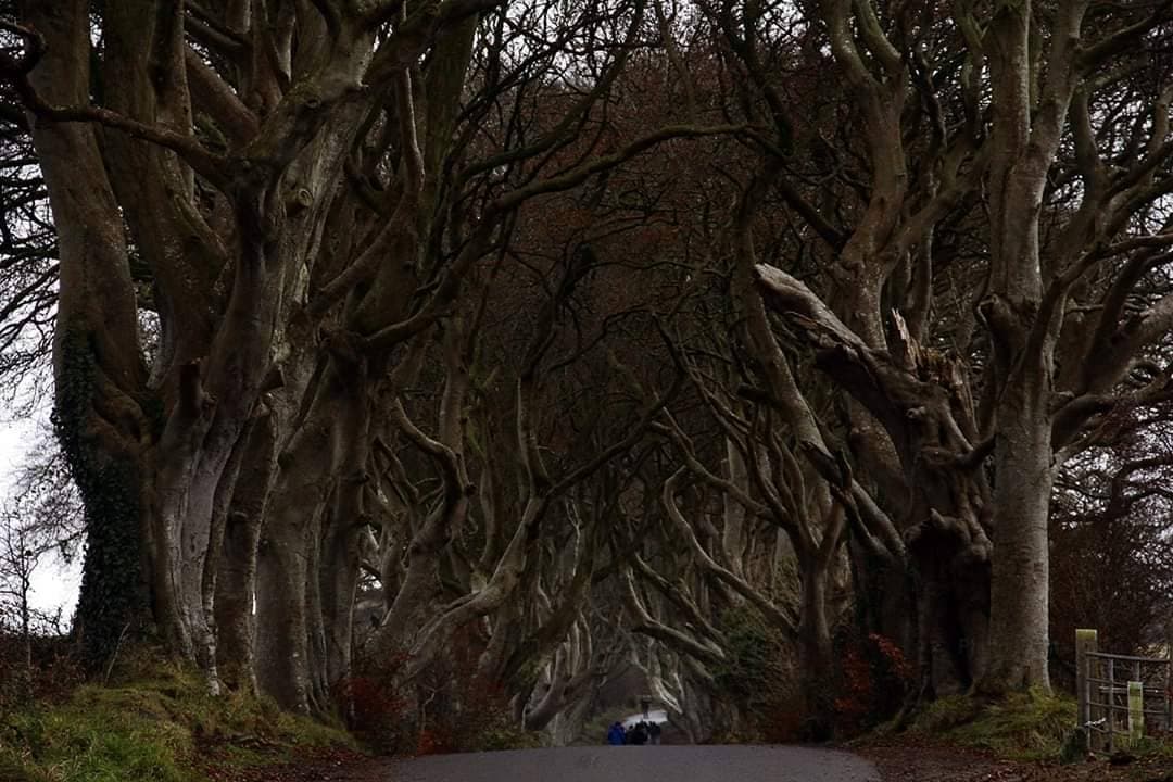 Lugar The Dark Hedges