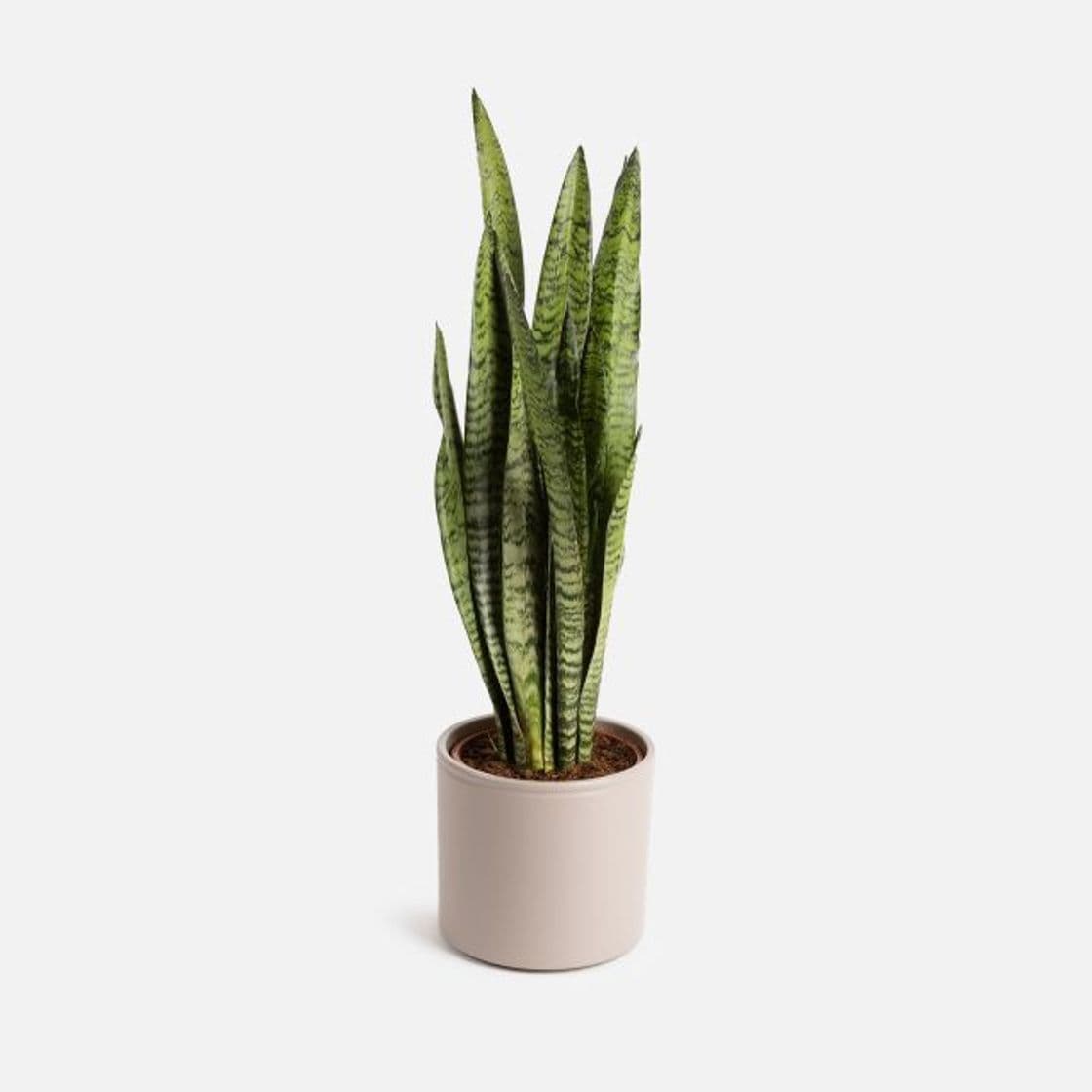 Product Sansevieria Pequeña - Savannah