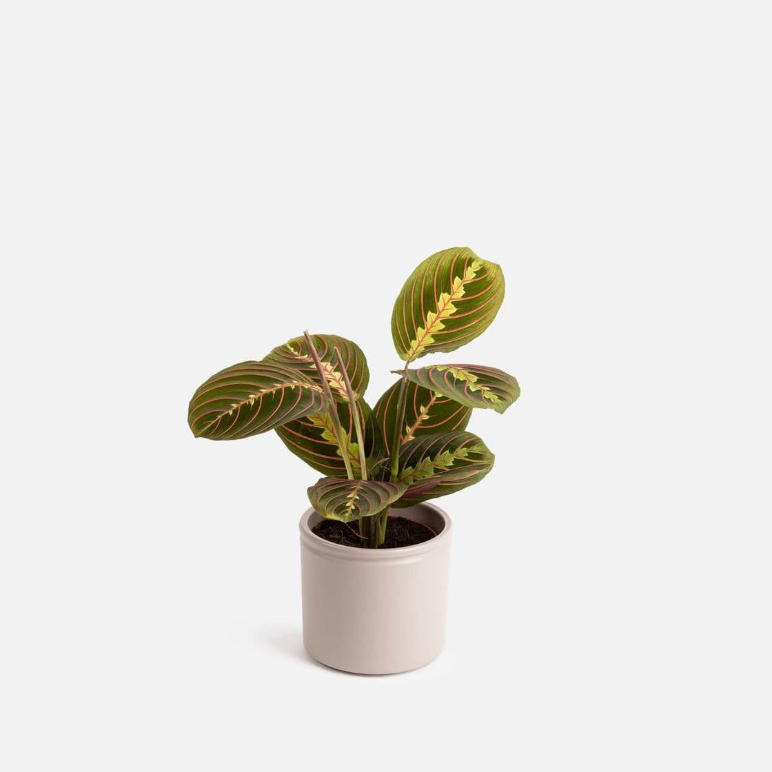 Product Maranta Tricolor Pequeña - Mercury