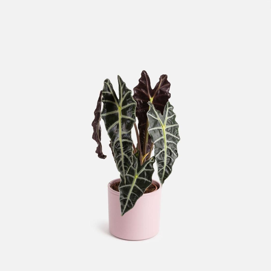 Product Alocasia Amazonica Grande - Chester