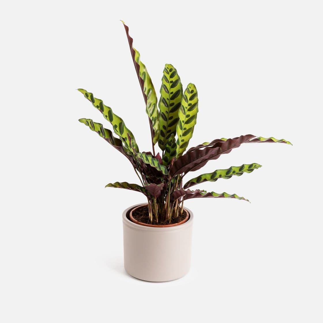 Product Calathea Insignis Small - Amelie