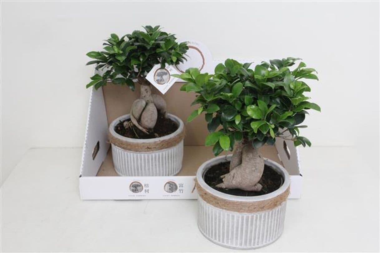 Product PLANTAS NATURALES BONSAI FICUS GINSENG EXTRA Natural