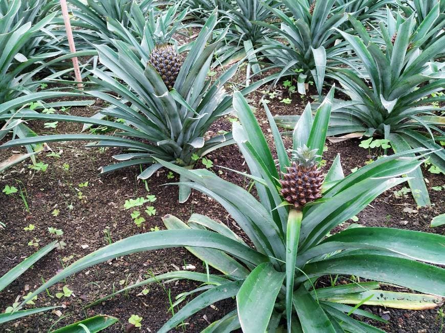 Lugar Plantação de Ananás dos Açores