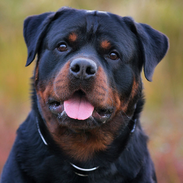 Fashion Rottweiler 