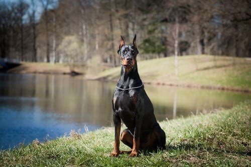 Fashion Doberman