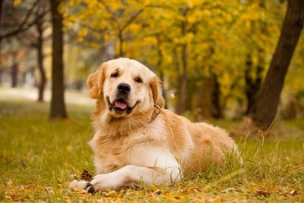 Fashion Golden retriever 