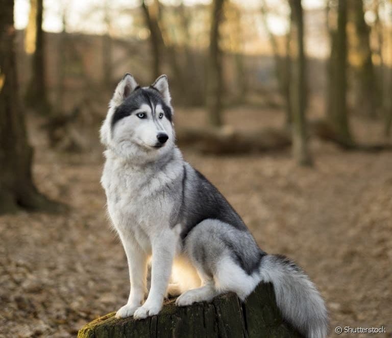 Fashion Husky 