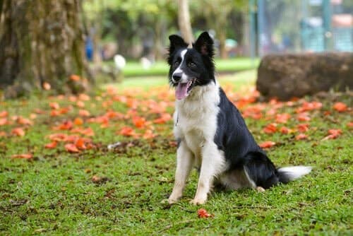 Fashion Border collie 