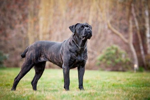 Fashion Cane corso 