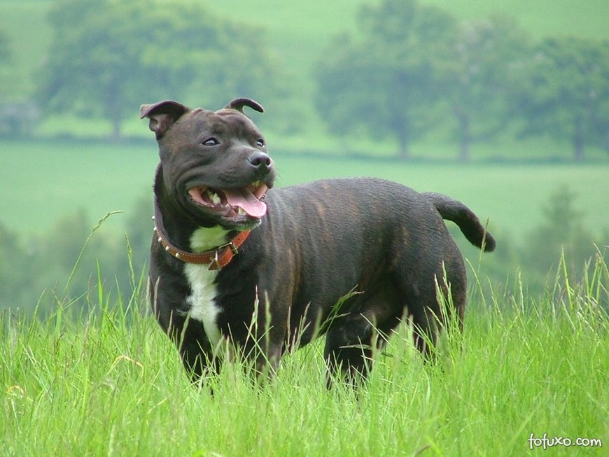 Fashion Staffordshire bull terrier