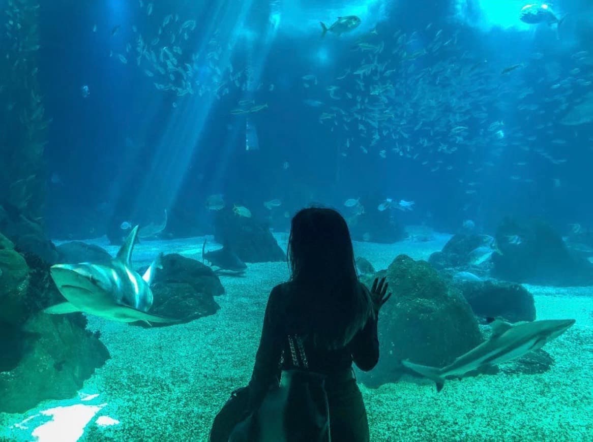 Lugar Oceanario de Lisboa