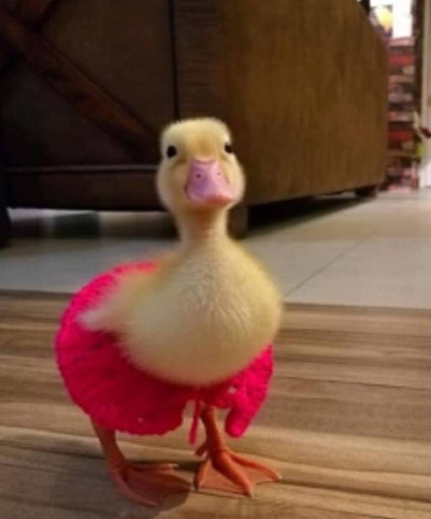 Fashion Pato