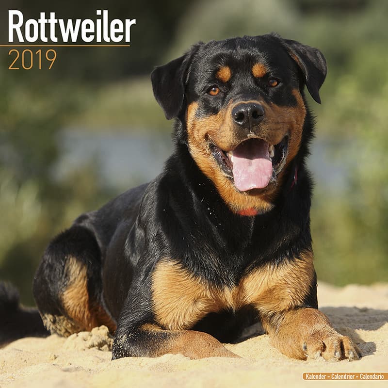 Moda Rottweiler 