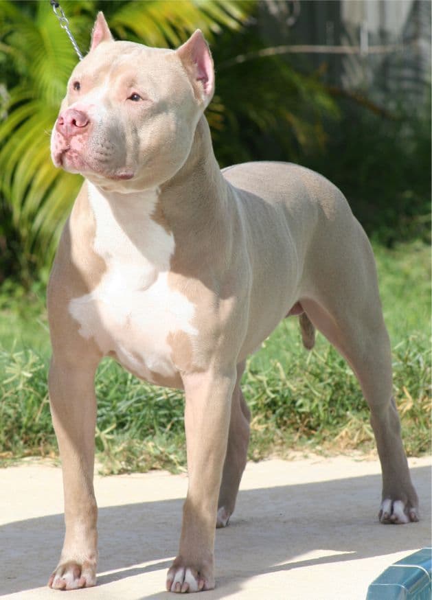 Fashion American pit bull terrier 