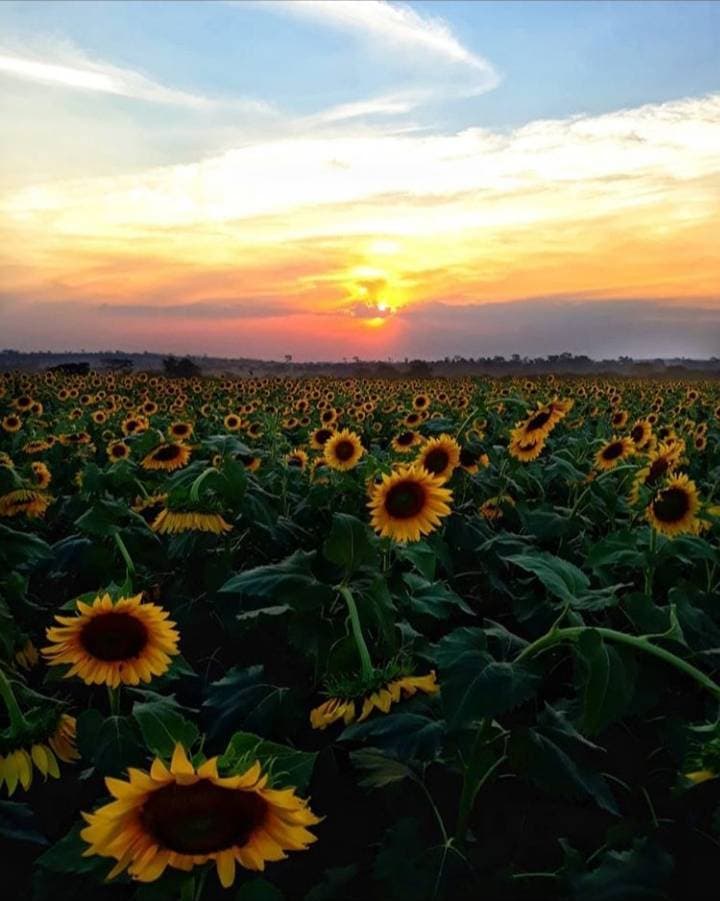 Lugar Tangará da Serra