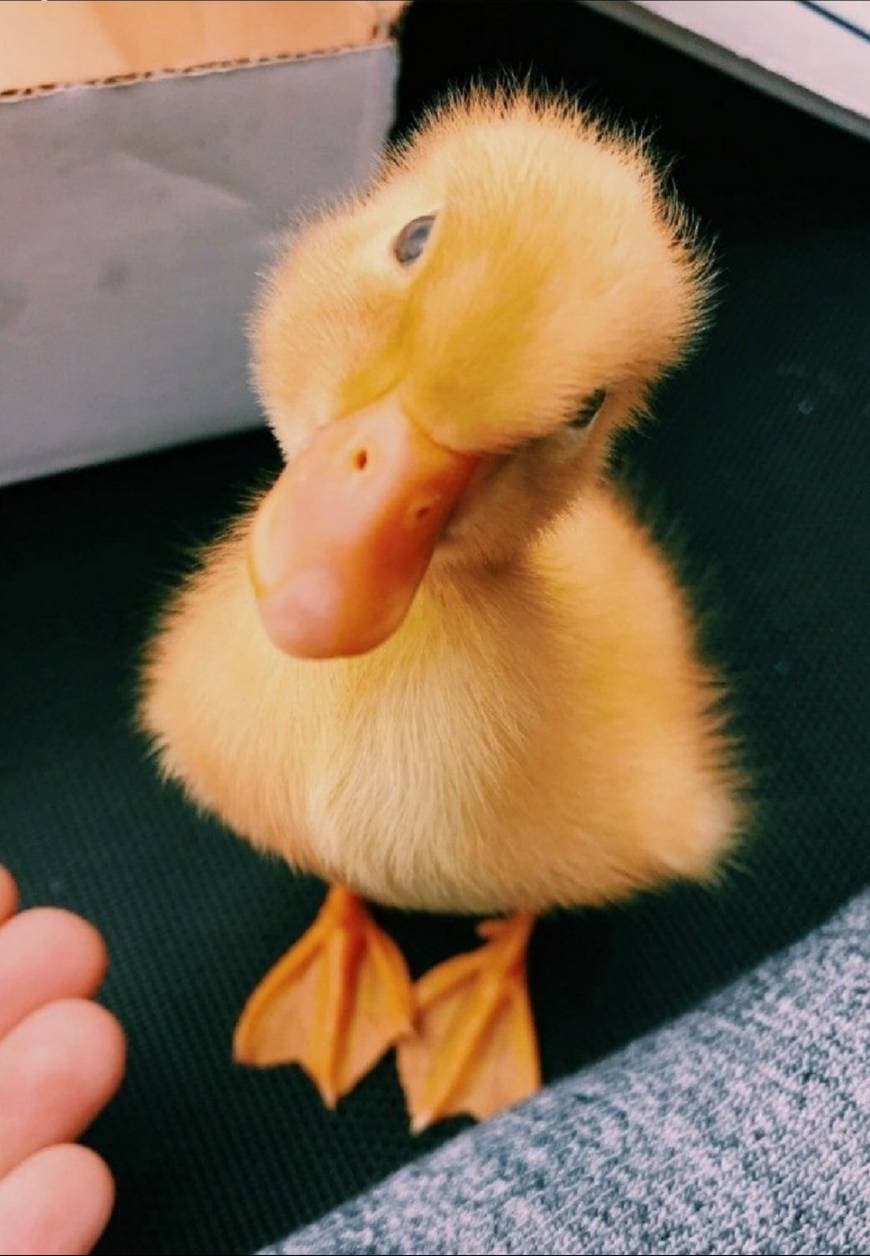 Fashion baby duck