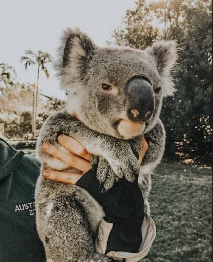 Fashion koala