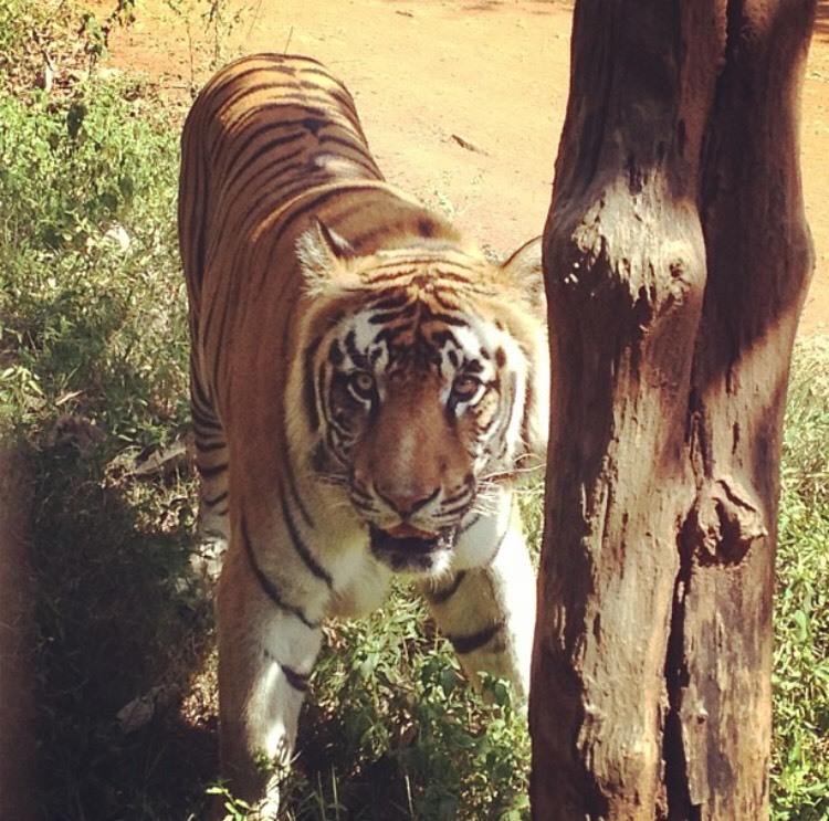 Lugar Lion and Tiger Safari Shimoga