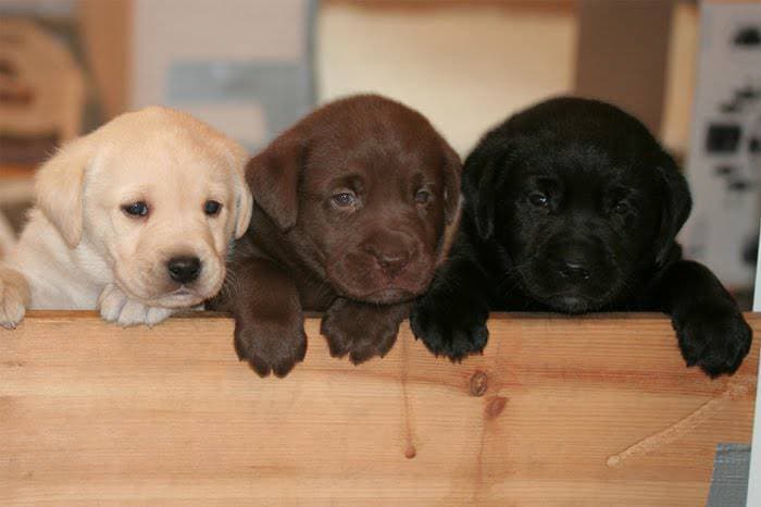 Moda Cão raça Labrador 🐶 