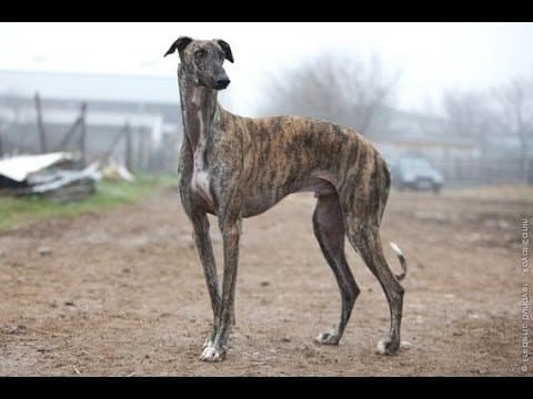 Fashion Galgo inglês 