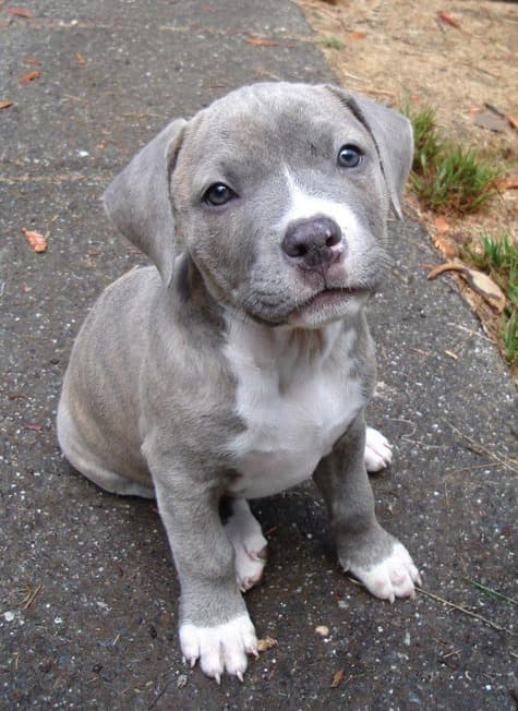 Fashion Pitbull puppy 