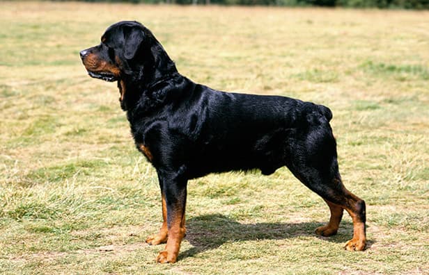 Product Rottweiler 