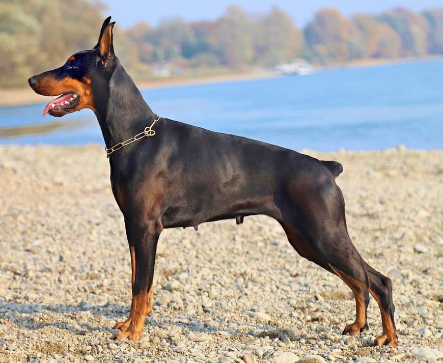 Fashion Doberman 