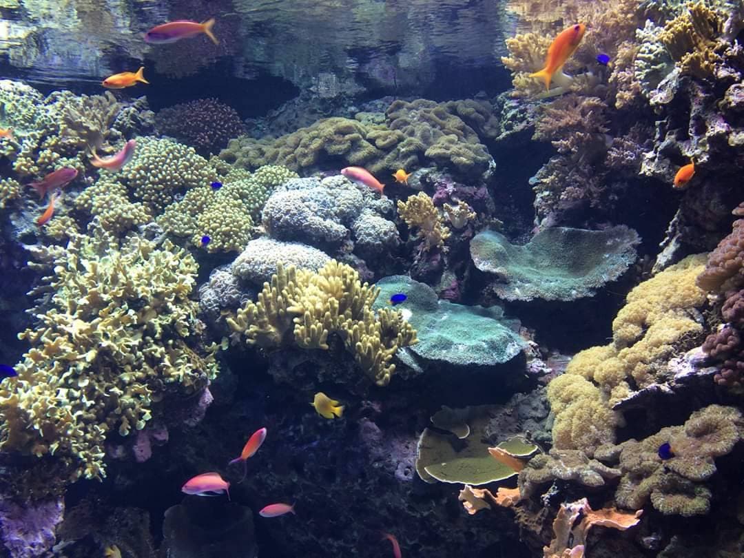 Place Oceanario de Lisboa